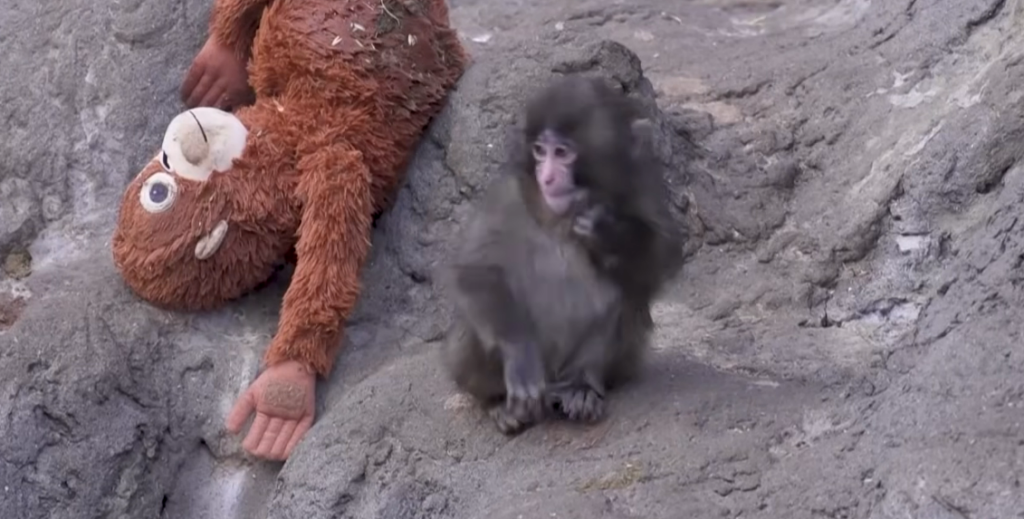 Punch Macaque: The Baby Monkey Who Hugged a Toy and Broke the Internet